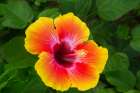 USA-Georgia-Savannah Hibiscus in bloom Art Print